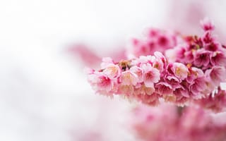 Картинка цветы, ветки, цветение, весна