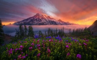 Картинка гора, долина, снег, природа, рассвет, цветы