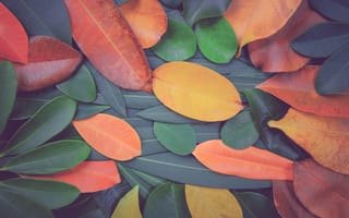 Картинка осень, autumn, texture, colorful, листья, leaves