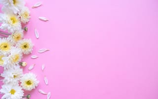 Картинка лепестки, хризантемы