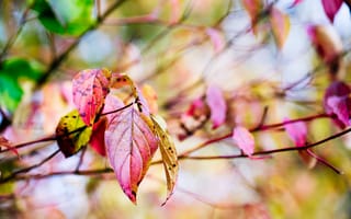 Картинка Листья, дерево, боке, осень, природа, макро, ветки, красные, желтые