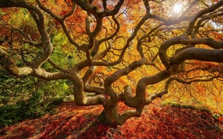 Картинка дерево, листья, осень, краски, природа