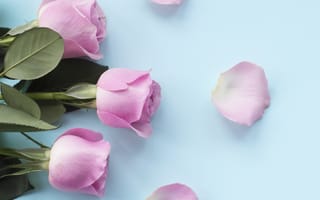 Картинка розы, лепестки, roses, бутоны, flowers, розовые, pink, petals