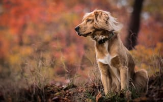 Обои Собака, трава, природа, боке, осень