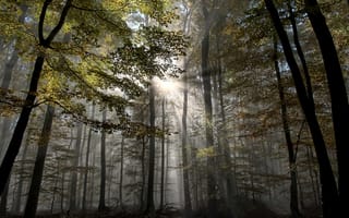 Картинка лес, туман, лучи, деревья, осень