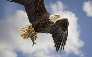 Картинка Белоголовый орлан, улов, полёт, хищник, добыча, небо, рыба, крылья, птица