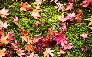 Картинка осень, leaves, трава, maple, осенние, grass, листья, autumn, colorful