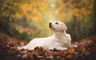 Картинка осень, листва, лабрадор, собака, ретривер