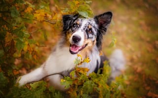 Обои осень, листва, аусси, взгляд, морда, собака, поза