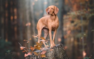 Картинка осень, поза, коричневая, собака, пень, веймаранер, взгляд