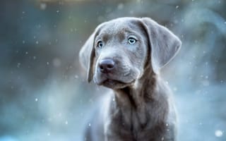 Картинка зима, портрет, веймаранер, взгляд, снегопад, щенок