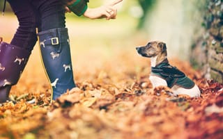 Картинка собачка, осень, листья, маленький друг, боке