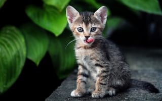 Картинка кошка, листья, котенок, язык, кот, облизывается, зелень, полосатый