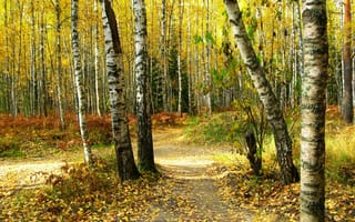 Обои осень, лес, тропа, березы, листья, деревья, природа