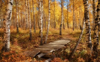 Картинка осень, листья, березы, лес, мост, природа