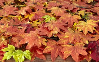 Обои осень, autumn, осенние, maple, colorful, клен, листья, wood, leaves