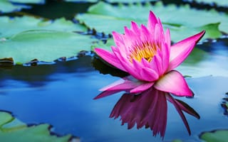 Картинка цветы, озеро, pink, lotus, lake, flowers, кувшинки, water lily, лотос