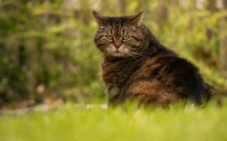 Картинка кошка, лето, трава, зеленый, морда, серый, кот, поза