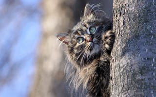 Картинка кошка, серый, синева, взгляд, небо, весна, котёнок, голубой, природа, дерево, котенок, полосатый