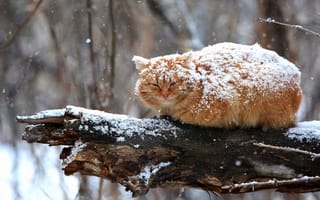 Картинка зима, поза, природа, снегопад, кошка, пушистый, сук, рыжий, взгляд, снег, кот, дерево, сидит, ветки