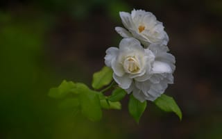 Картинка роза, ветка, лепестки, белые розы