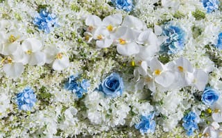 Картинка цветы, white, orchid, wedding, flowers, blue, орхидея
