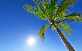 Обои пляж, лето, пальмы, tropical, summer, palms, небо, paradise, солнце, beautiful, beach