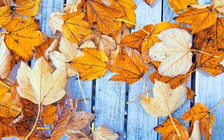 Картинка осень, осенние, autumn, wood, maple, клен, листья, colorful, leaves, дерево