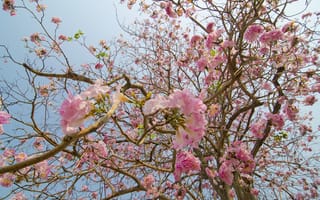 Картинка цветы, ветки, розовые, blossom, весна, flowers, цветение, pink