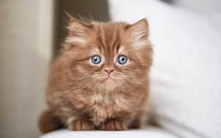 Картинка кошка, портрет, котенок, шоколадный, британский, светлый, голубоглазый, взгляд, мордочка, котёнок, сидит