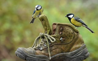 Картинка птицы, башмак, ботинок, синицы, пара