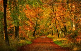 Обои nature, trees, природа, листья, деревья, autumn, colors, дорога, path, forest, парк, fall, walk, colorful, park, leaves, лес, осень, road