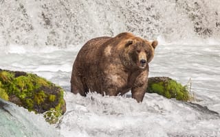 Картинка взгляд, морда, водопад, камни, течение, природа, река, поза