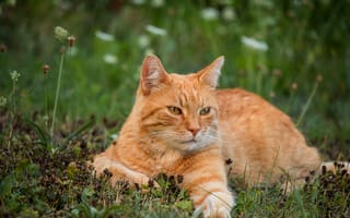 Картинка кошка, лето, трава, природа, взгляд, кот, морда, цветы