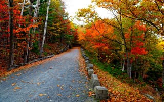 Картинка nature, гора, дорога, walk, autumn, листья, path, fall, road, colors, leaves, природа, trees, осень, mountain, colorful