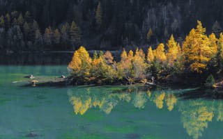 Картинка склон, деревья, остров, осень, озеро, лес