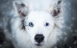 Картинка зима, голубые глаза, морда, крупный план, взгляд, снег, белая, природа, собака, красавица, снегопад, портрет, нос, уши, ракурс