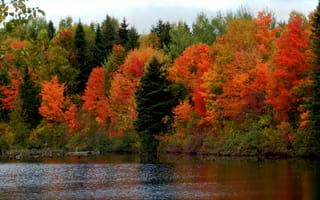 Обои небо, лес, река, деревья, осень
