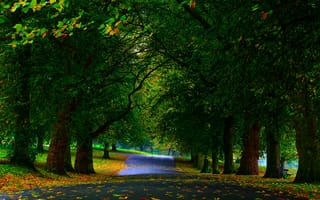 Картинка парк, аллея, листья, осень, деревья, зелень