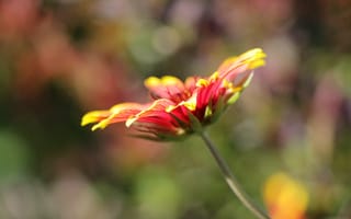 Картинка цветок, солнце, flowers, ромашка, цветы, flora