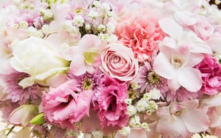 Картинка цветы, розы, розовые, белые, бутоны, colorful, white