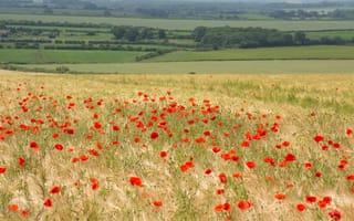 Картинка поле, лето, пейзаж, природа, деревья, зеленый, красный, цветы