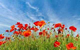 Картинка зелень, поле, природа, цветы, облака, небо, лето, красный