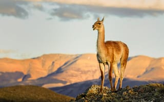 Картинка небо, горы, лама