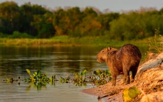 Картинка природа, берег, капибара, водоем, водосвинка, вечер, свинка капибара