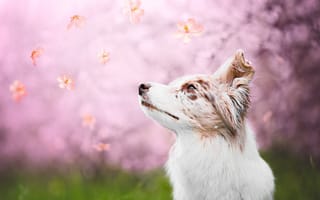 Картинка трава, поляна, собака, лепестки, смотрит вверх, портрет, белая, летят, размытый, природа, настроение, морда, розовый, взгляд, весна