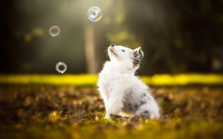 Обои осень, малыш, белый, милый, природа, листья, щенок, парк, взгляд, игра, мыльные пузыри, поза, листва, мордочка, собака