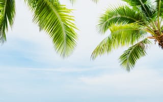 Картинка пляж, пальмы, paradise, небо, beautiful, palms, солнце, tropical, лето, summer, beach
