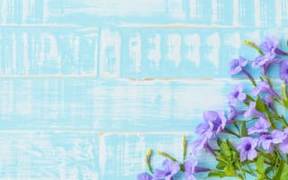 Картинка цветы, blue, flowers, violet, wood, голубой