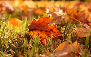 Картинка трава, макро, листья, осень